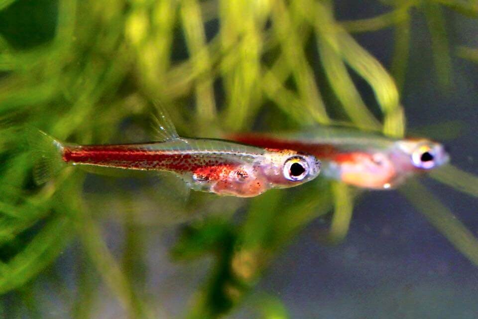    Paedocypris progenetica, возможно, самая маленькая рыба в мире. Источник: fishi-pedia.com