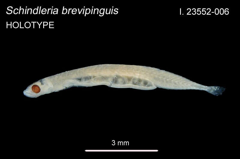    Schindleria brevipinguis живет в коралловых рифах. Источник фото: australian.museum