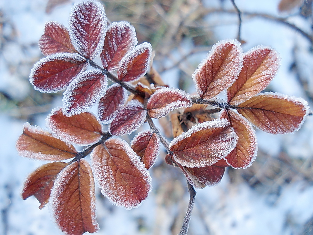 Фото с сайта rare-gallery.com