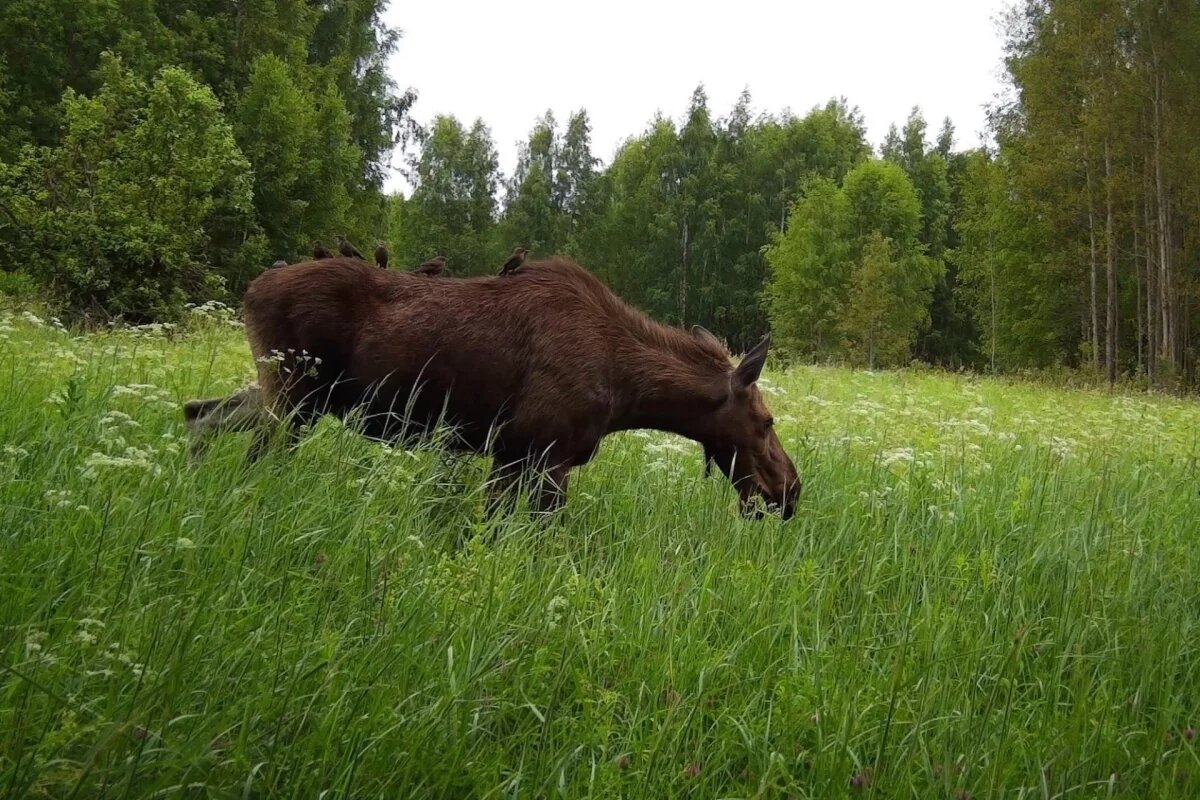    200 тысяч рублей заплатят пустошкинские охотники за убийство лосихи