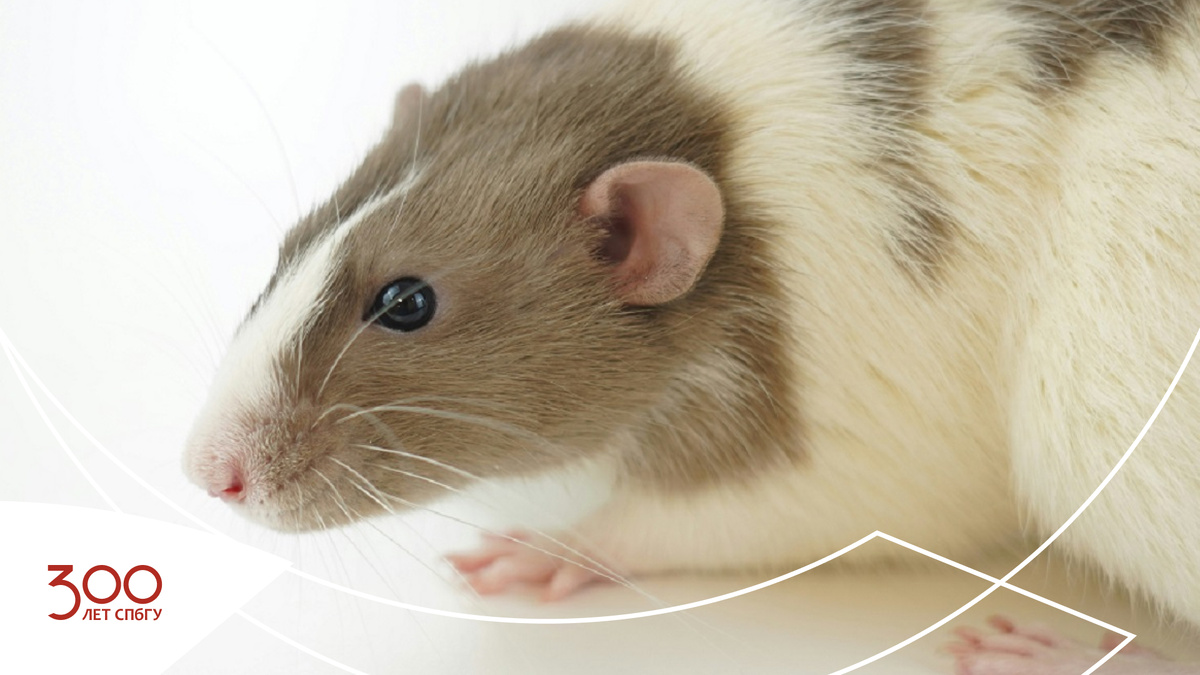 Источник: Loon