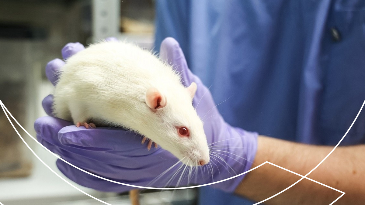 Источник: Виварий СПбГУ