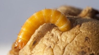 Проволочник. Фото с pinterest,com