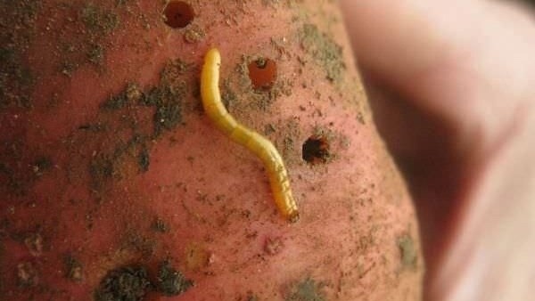 Поврежденный клубень. Фото с  pinterest.com