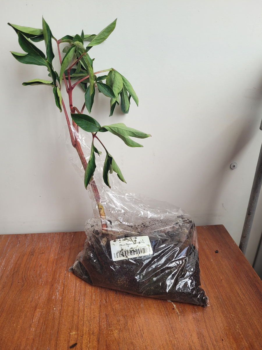 Пион Лаура Десерт