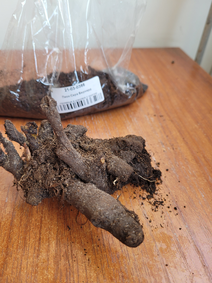 Корень пиона Сара Бернар