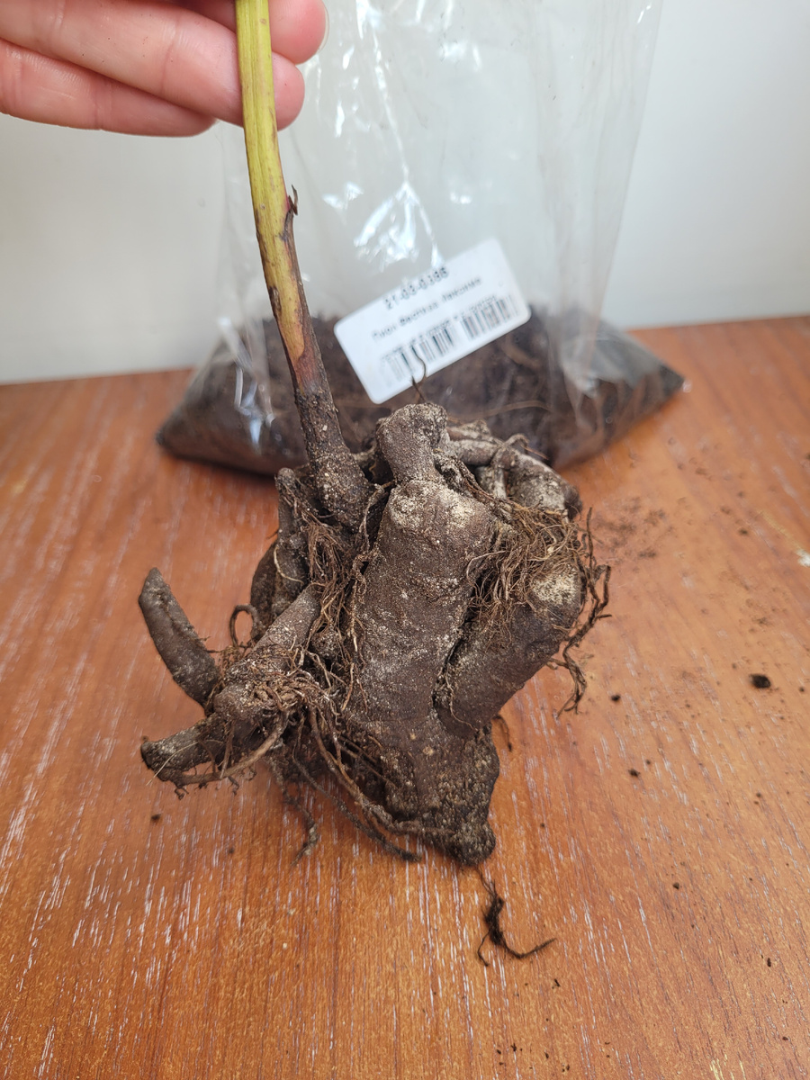 Корень пиона Фестива максима