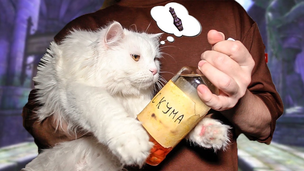 Каджиту нужна скума