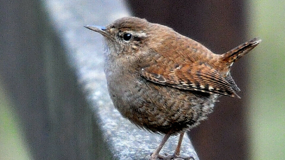 Ау, крапивник!