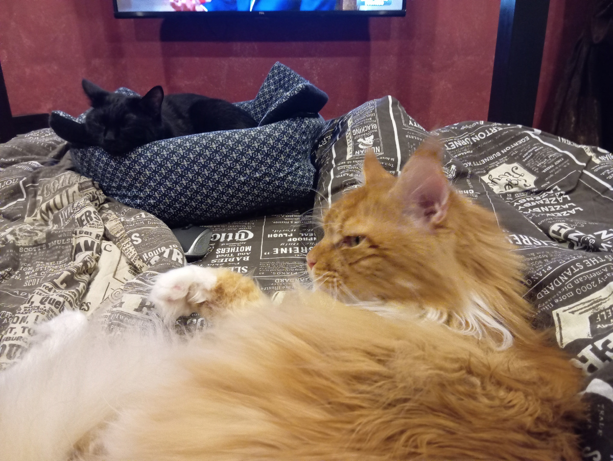 Мейн кун Степа и кот Тихон.