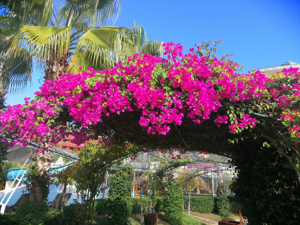 Арки увитые бугенвиллией 