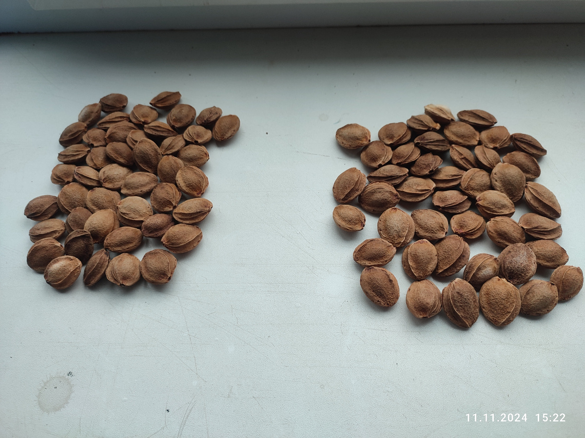 Первая группа. Косточки с дерева возрастом около 60 лет, хороший абрикос, немного мелкий, но на собственных корнях. Больше всего жду всходов именно с него. Получилось по 44 штуки.