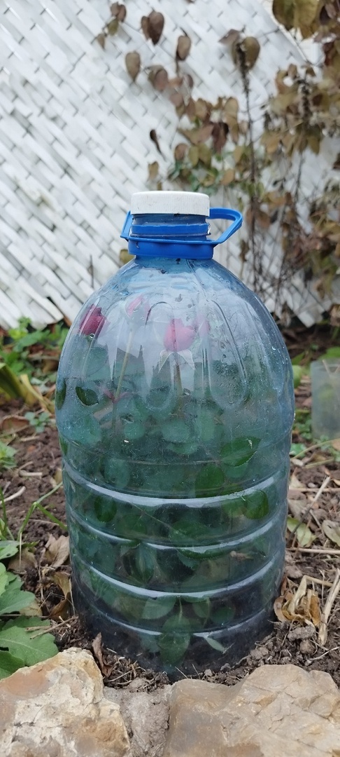 Мое новое, предпоследнее приобретение этого года ушло под колпак с бутонами. Так и стоит)))