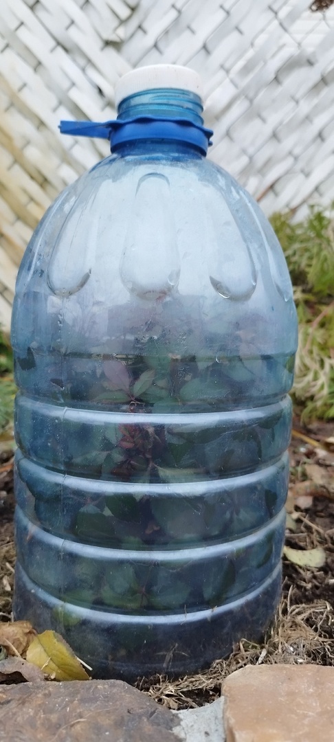 А вот последняя, купленная в этом году мини роза, после первых заморозков,. сбросила бутоны. Хорош! Спать пора! Все остальные мини под такими же колпаками.