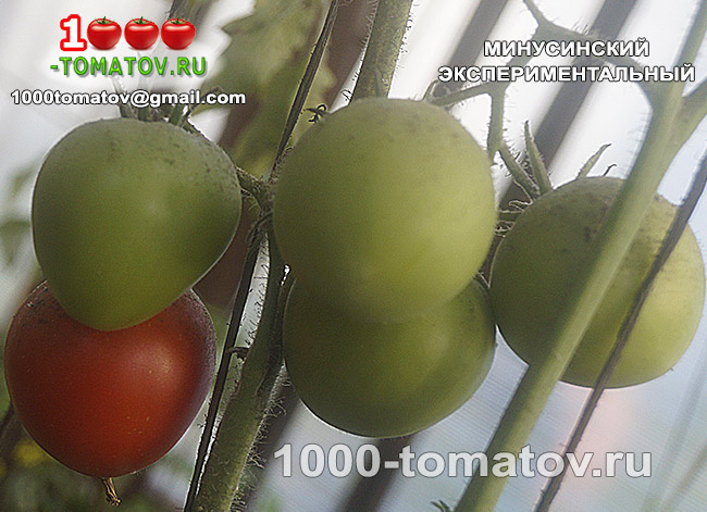 Томат Минусинский Экспериментальный 2