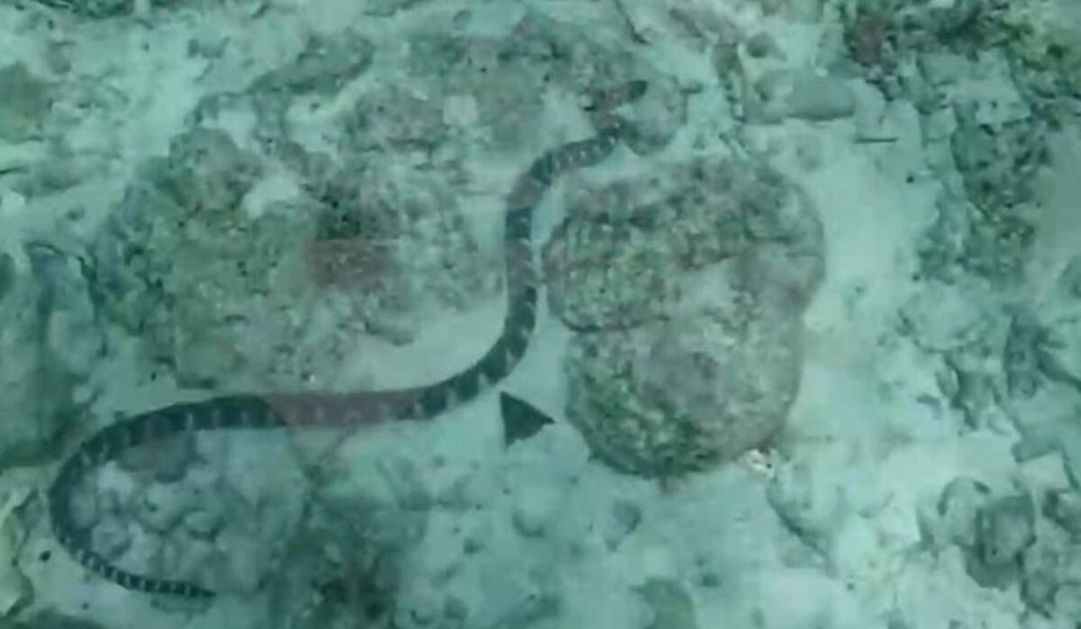     Змея. Источник: lenta.ru Автор фото: Telegram-канал SHOT