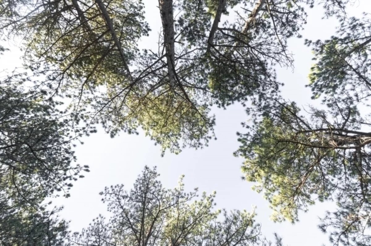    Во Владимире начался осмотр деревьев перед зимовкой в сквере «Липки»