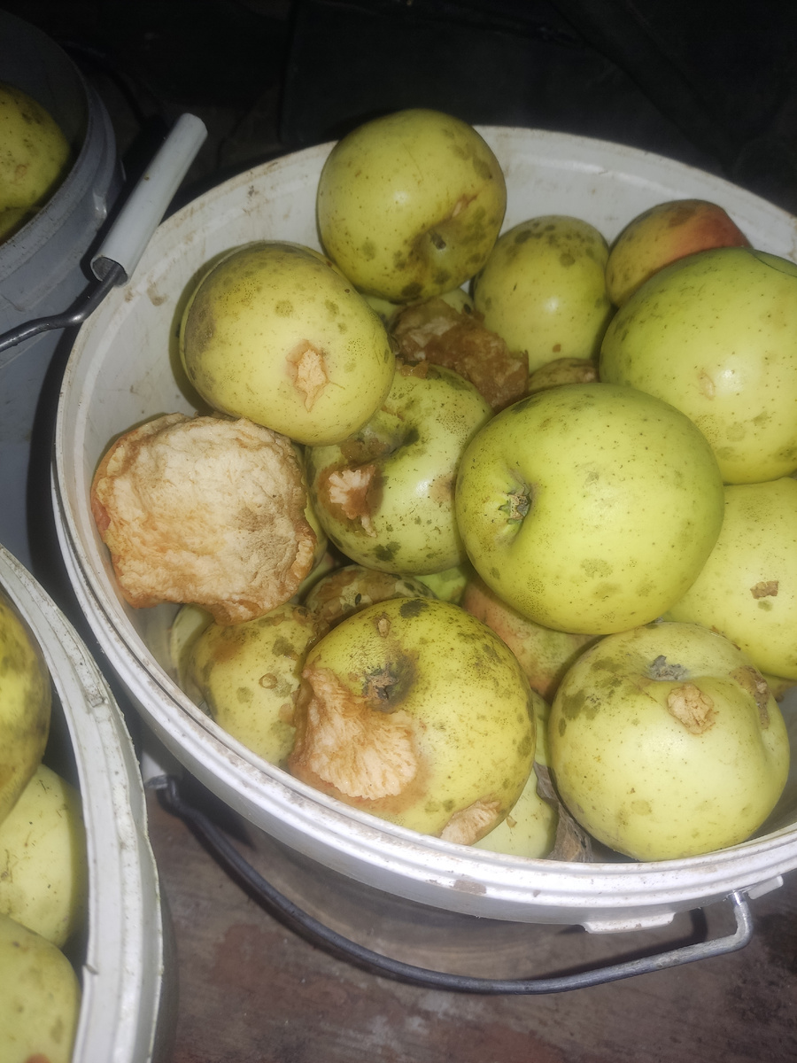 Мышам понравились мои яблоки!