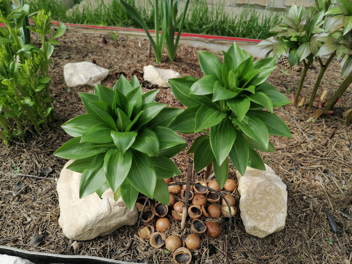 Лилии Мартагон сорта 'Клод Шрайд' (Claude Shride) в нашем саду 2024. Фото автора @Маша Генералова 