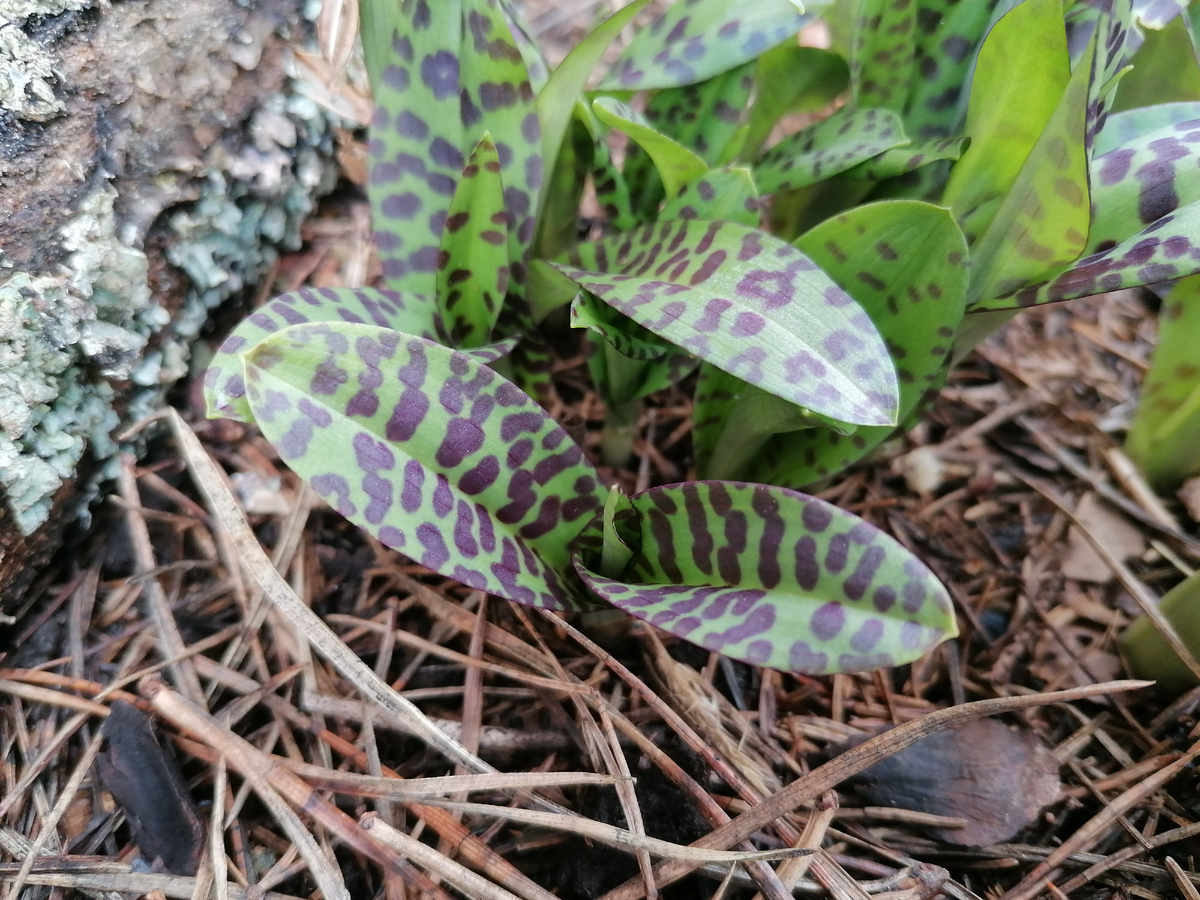 Дикая лесная орхидея Пальчатокоренник или Дактилориза Фукса (Dactylorhiza fuchsii) в нашем саду 2024. Фото автора @Маша Генералова 