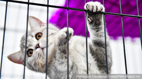     Фото: Наталья Селиверстова/РИА Новости   
 Текст: Елизавета Шишкова