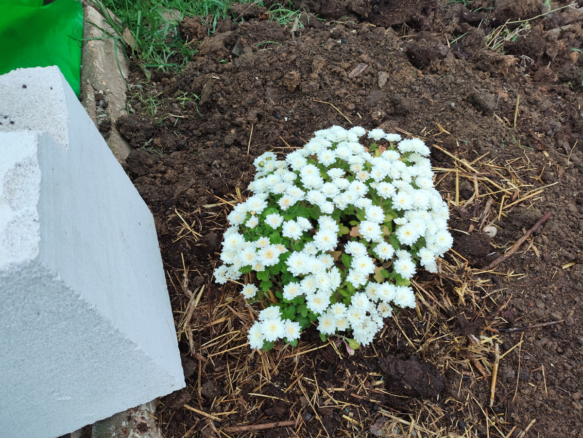 Цветочек в новом телефоне