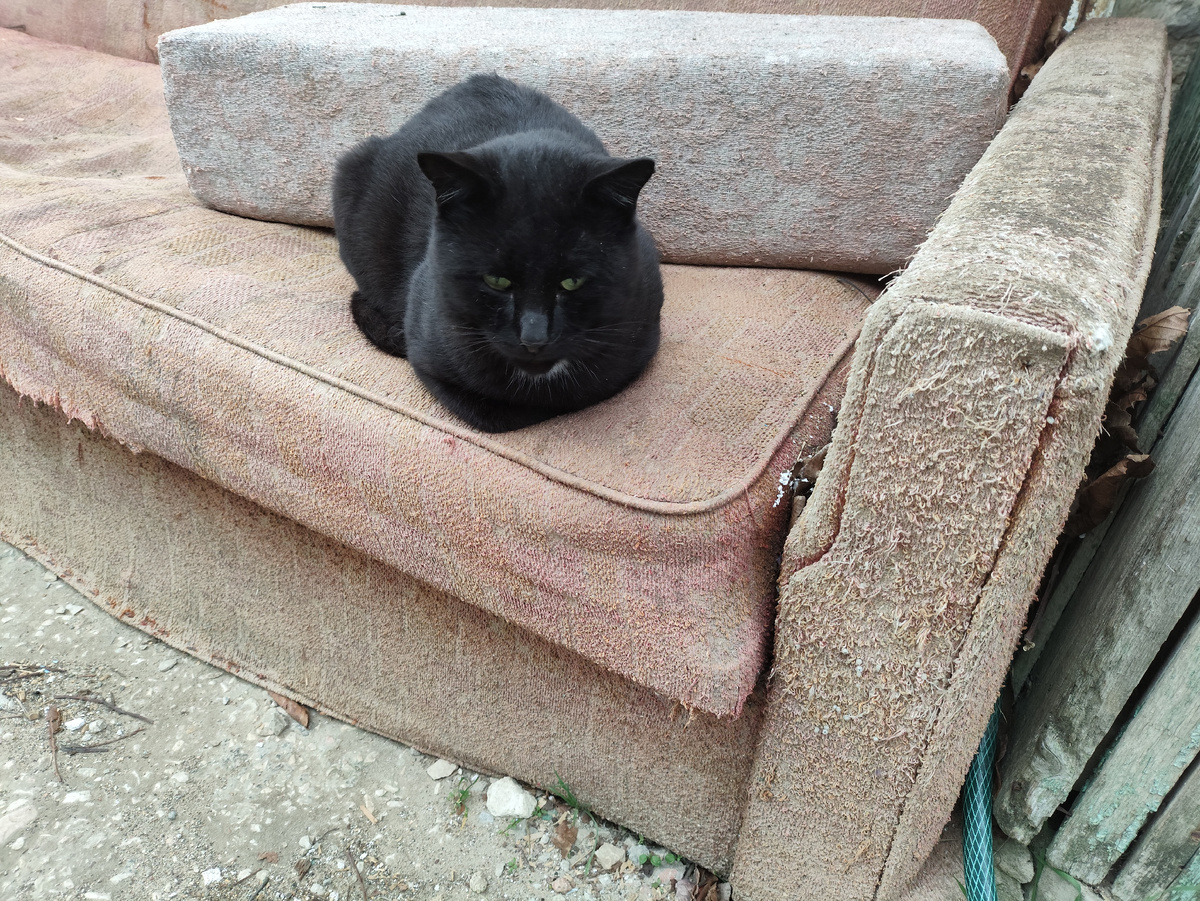 Кот после завтрака отдыхает...