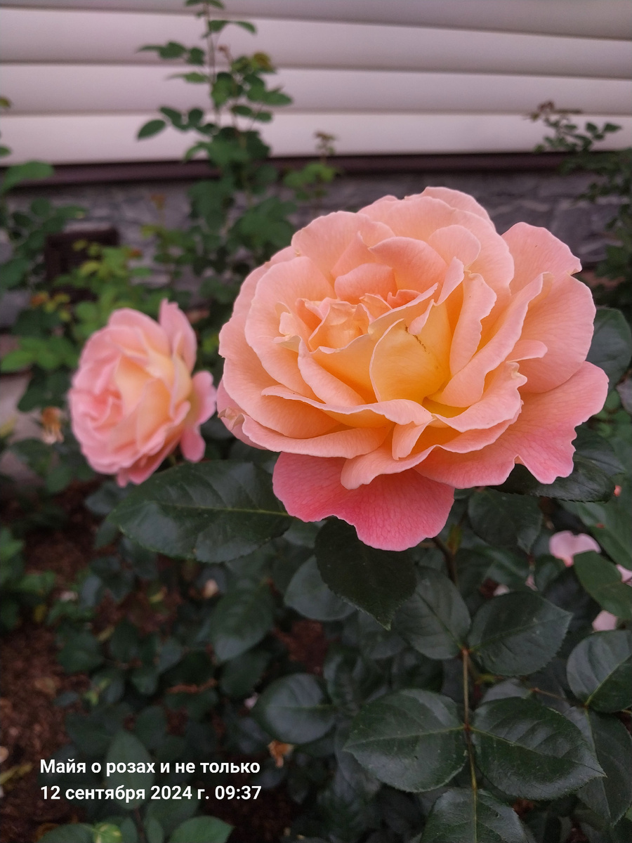 Розмари Харкнесс 