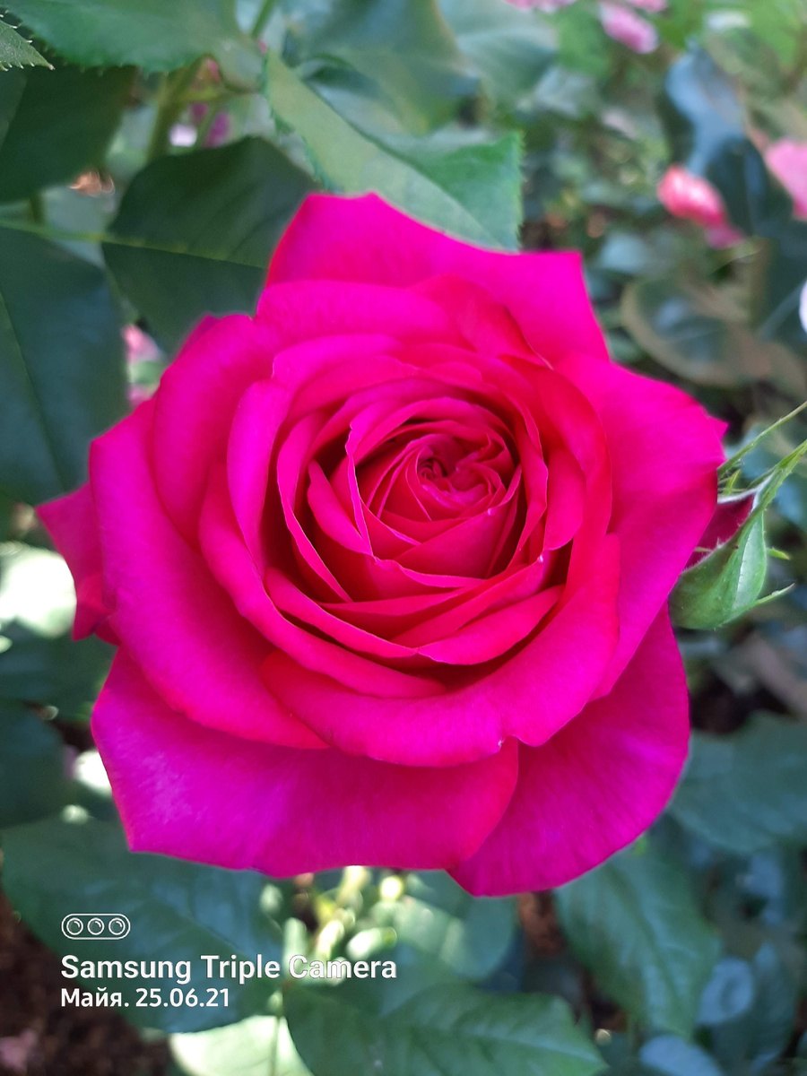 Иоганн Вольфганг Фон Гёте 