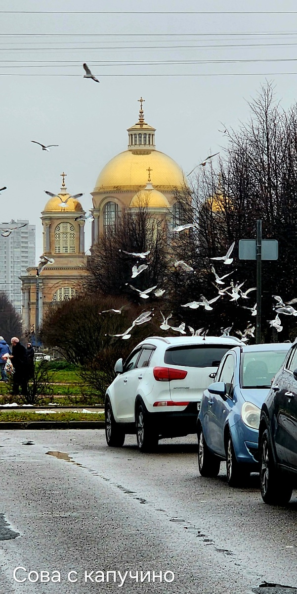 Немного Петербурга. Что-то хичкоковское есть в этих птицах...
