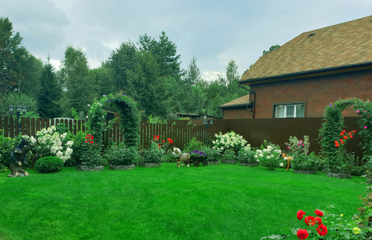 Начало цветения гортензий в моём саду. Лето 2024 г.