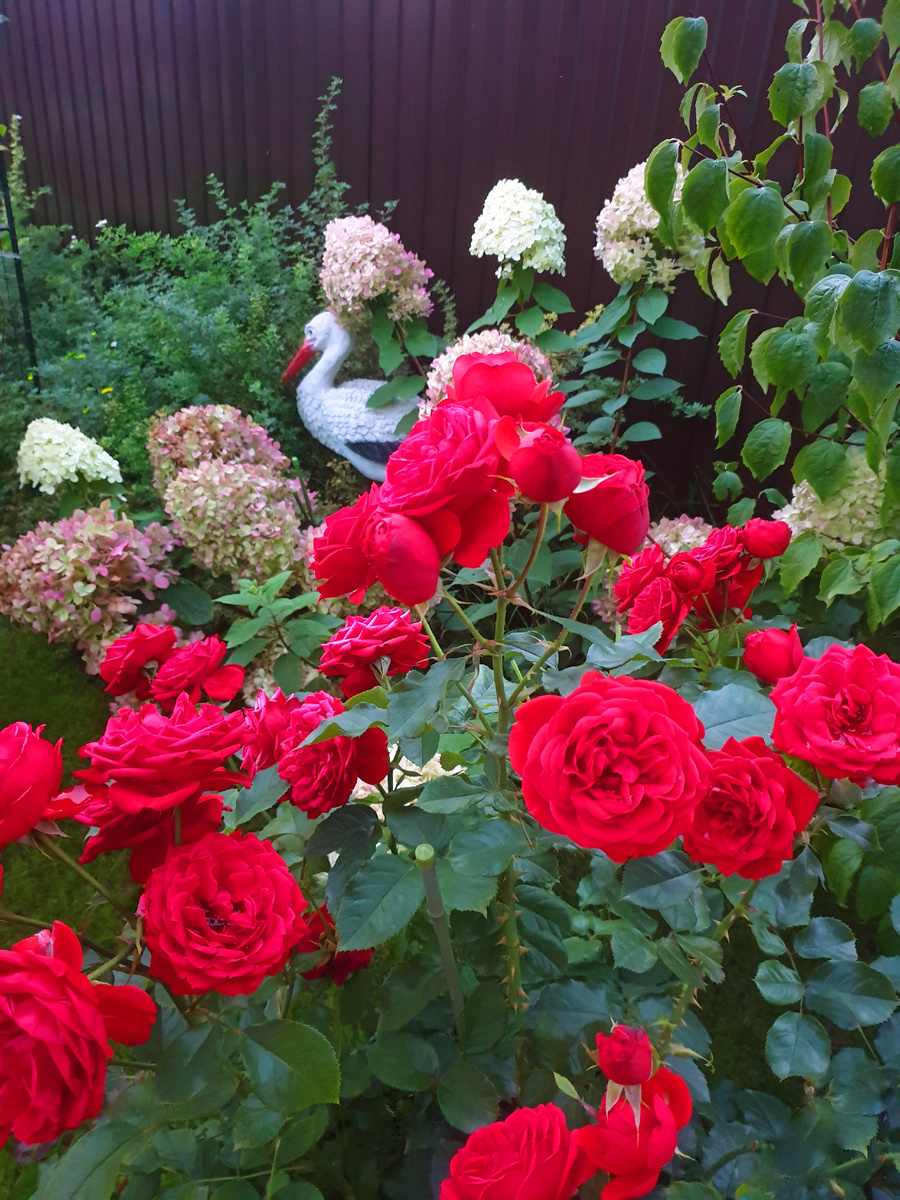 Гортензия с розами в моём саду. Лето 2023 г.