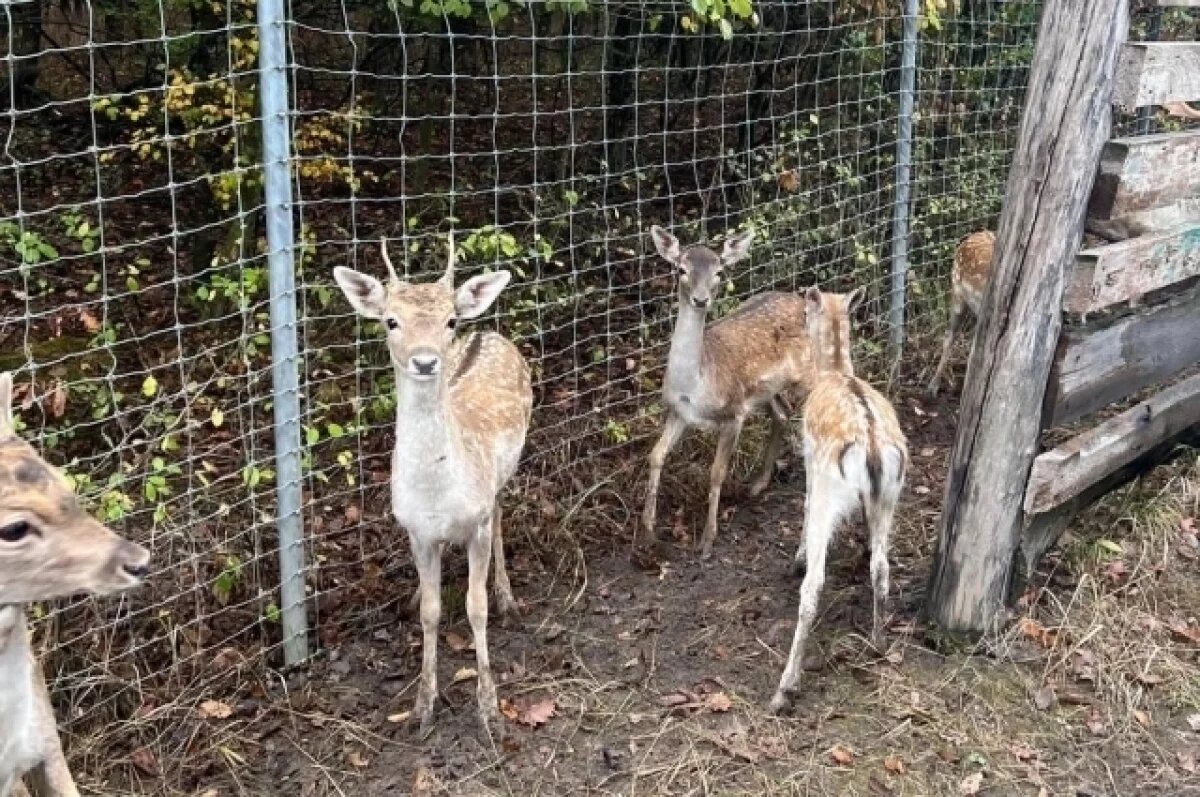    В Горячем Ключе в лес выпустили 17 молодых ланей