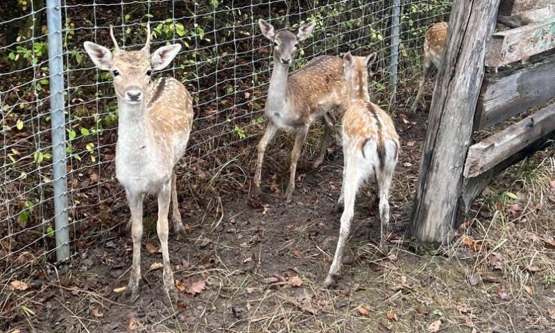    Фото t.me/mpr_kk