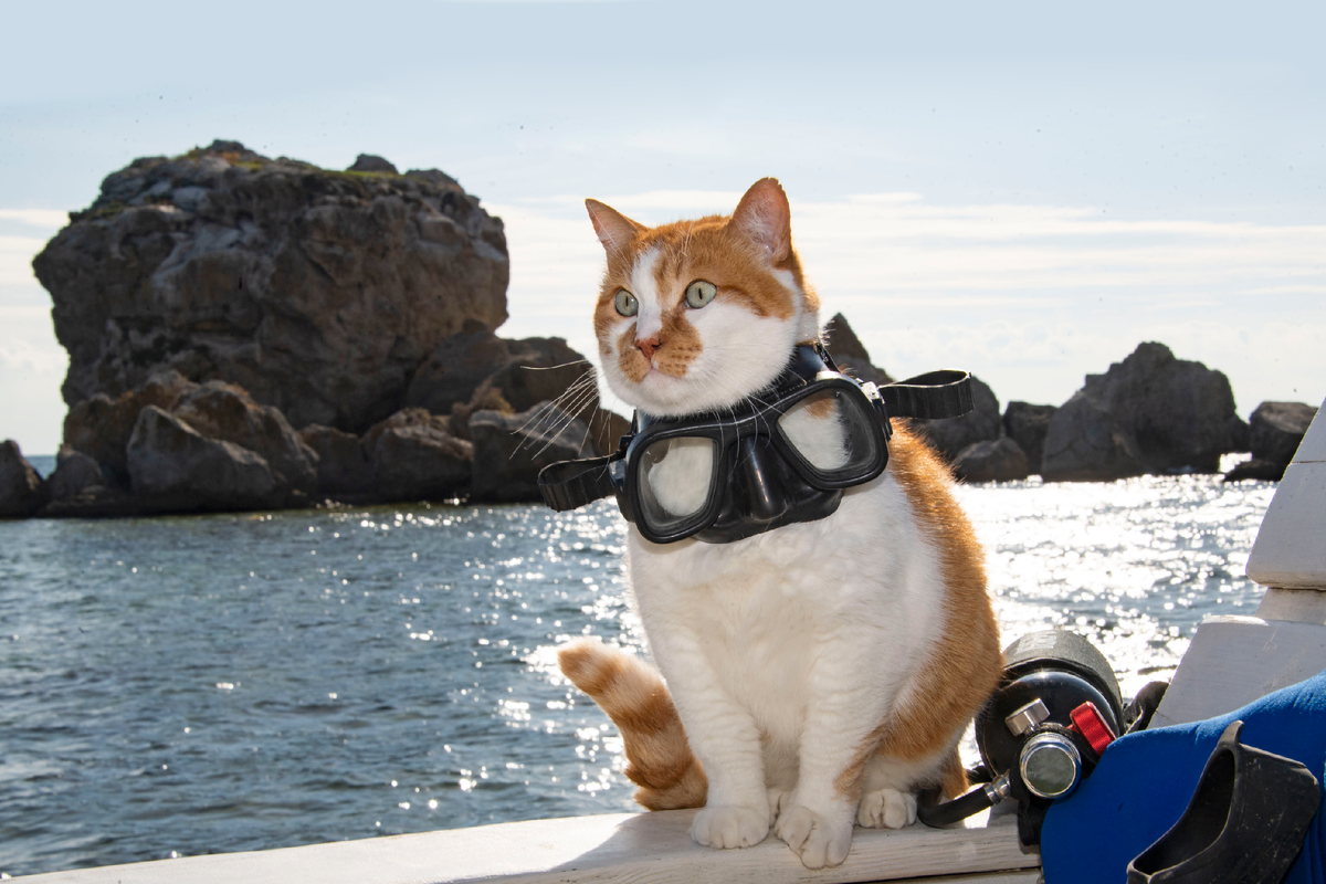 Мое выражение морды, когда сказали "сейчас будем погружаться".