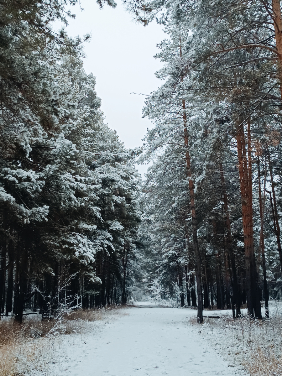 Снег в ноябре