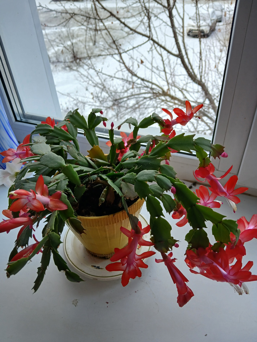 Фото 16.11.2024г.