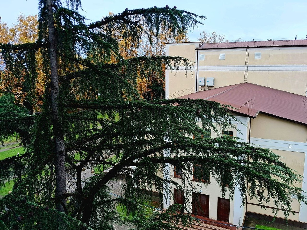 Ель, вид из окна. Фотография из личного архива автора