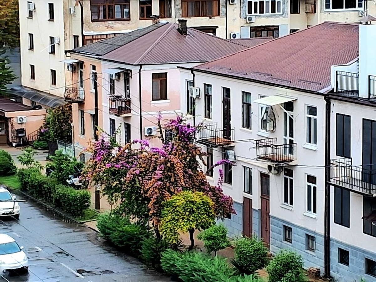 Цветущая глициния. Фотография из личного архива автора