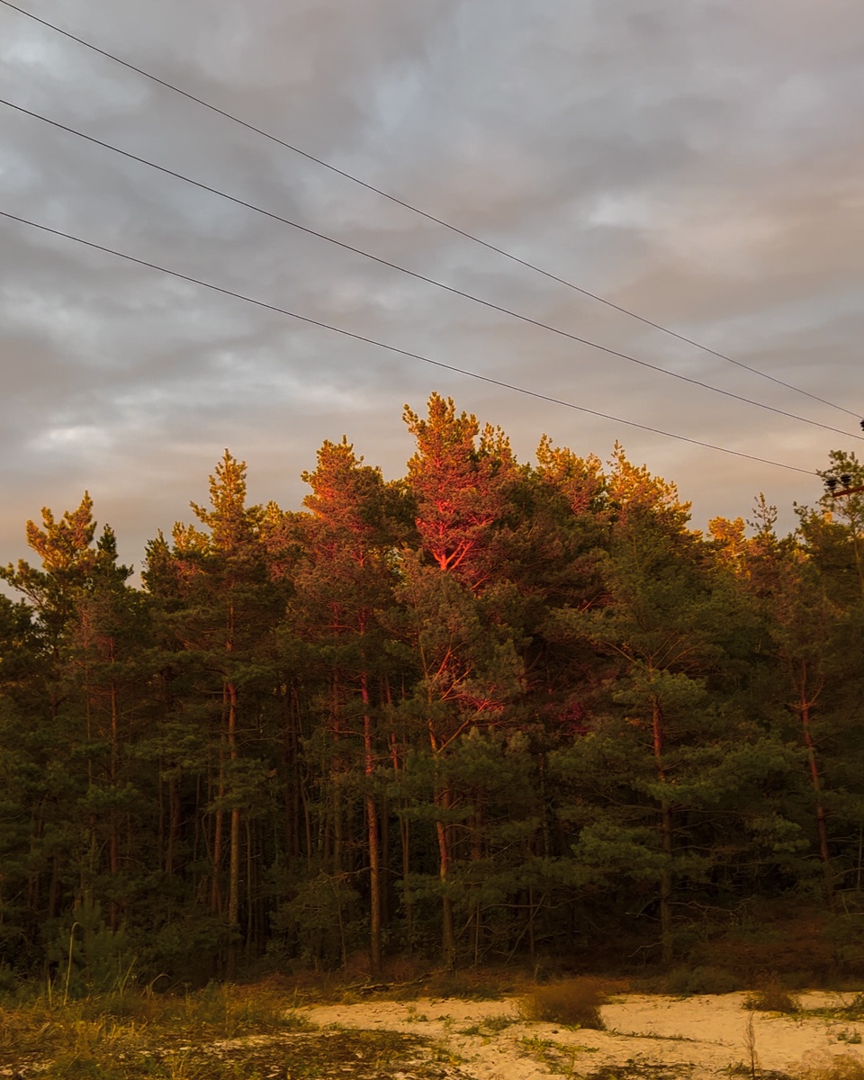 Типичный сосновый бор, Куршская Коса