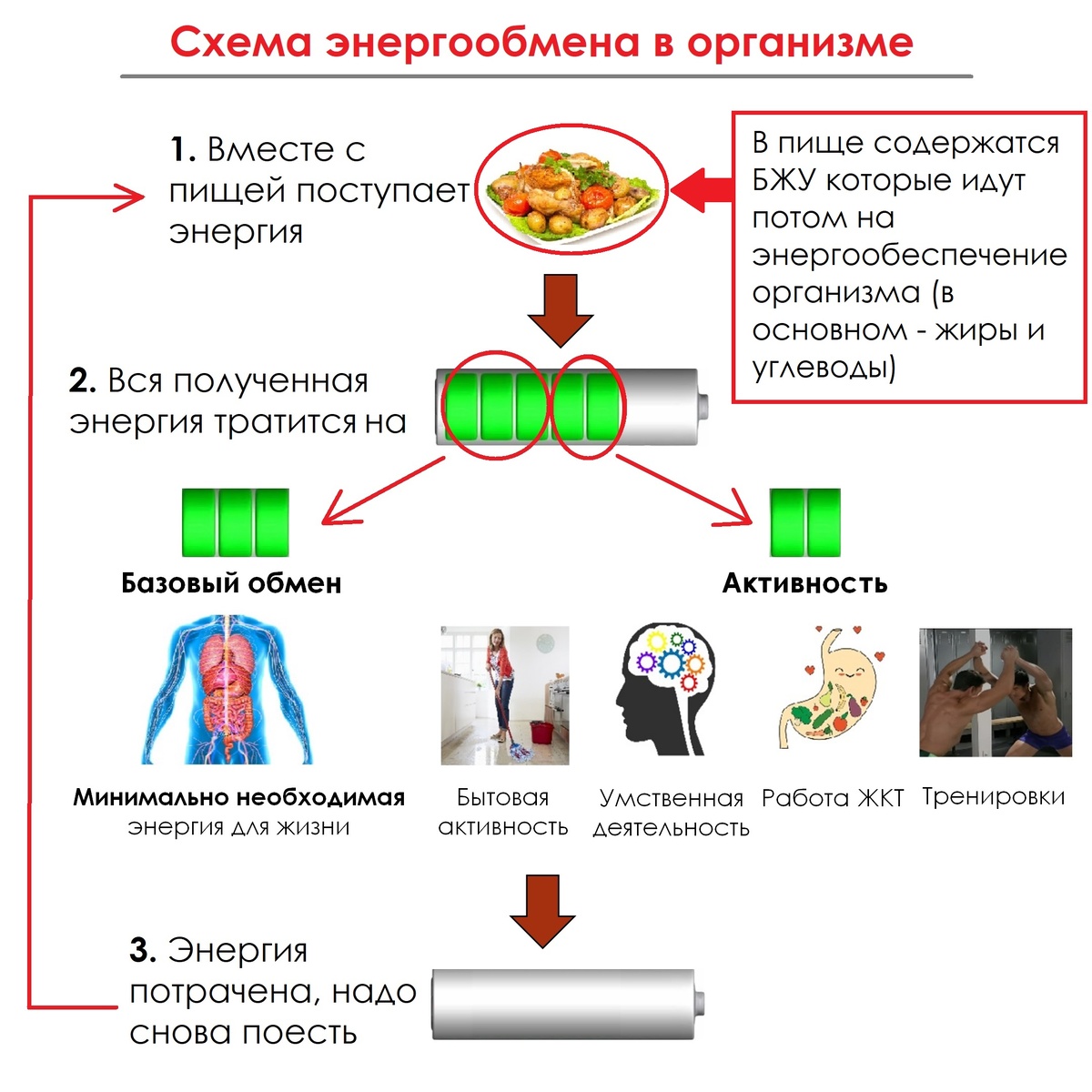БЖУ в схеме энергообмена из позапрошлого поста