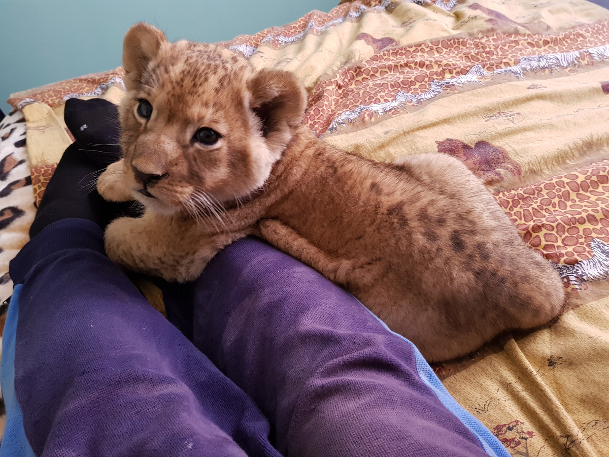 Львёнок в кровать. Не хотел от меня уходить, стал шипеть на смотрителя)