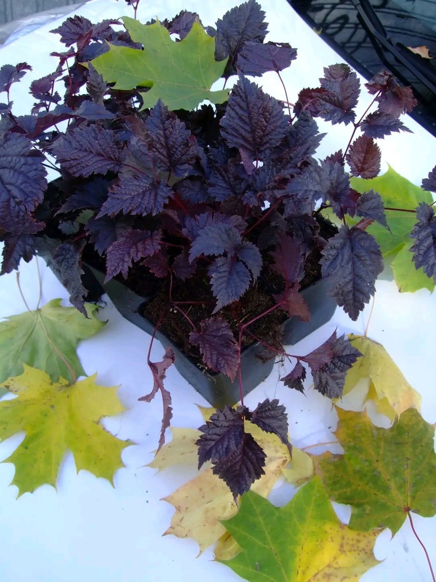 И то, что мы из них вырастили.