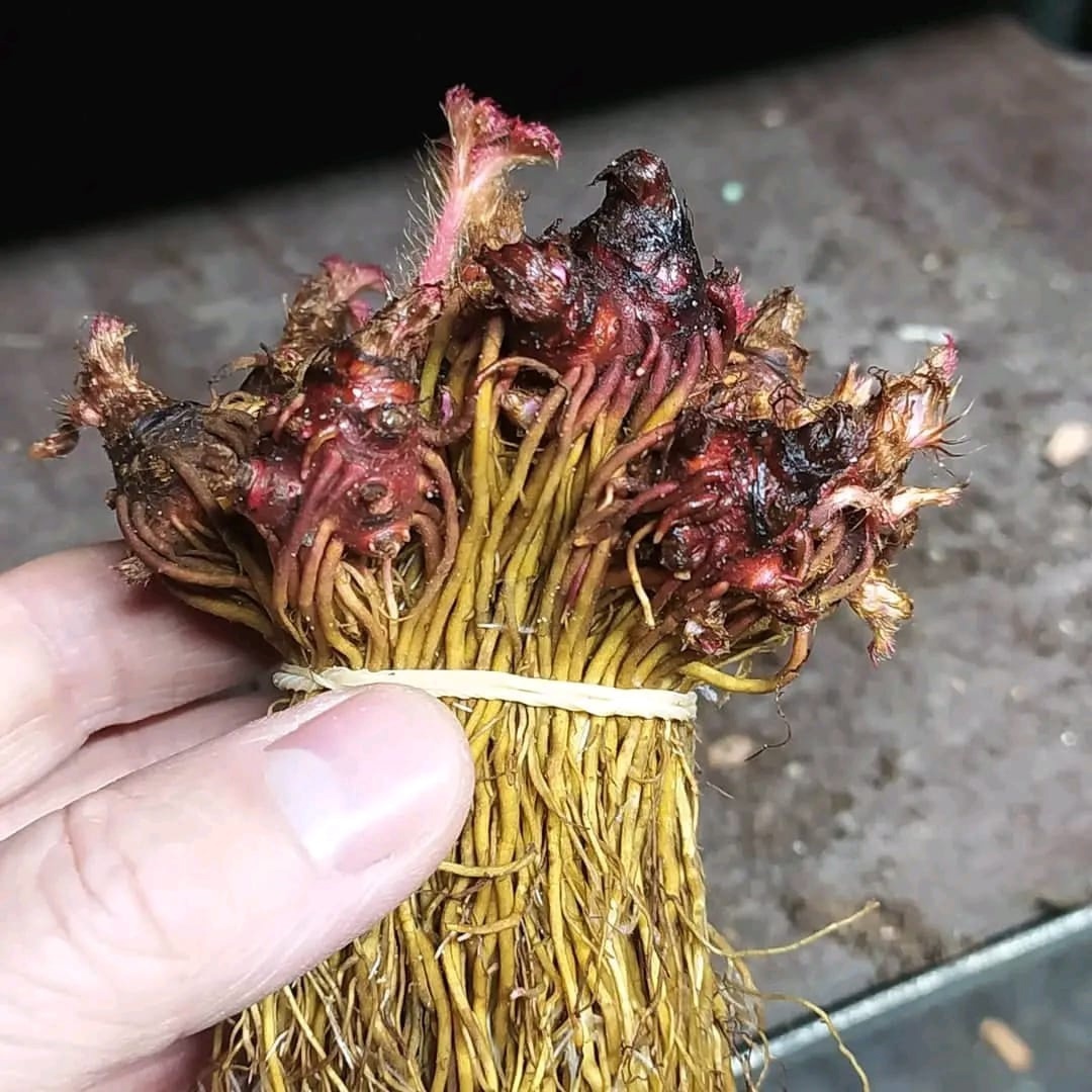 Те самые, первые корни, полученные нами.