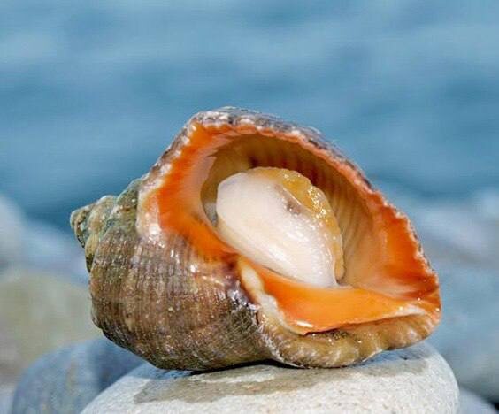    Фото t.me/fish_gov_ru