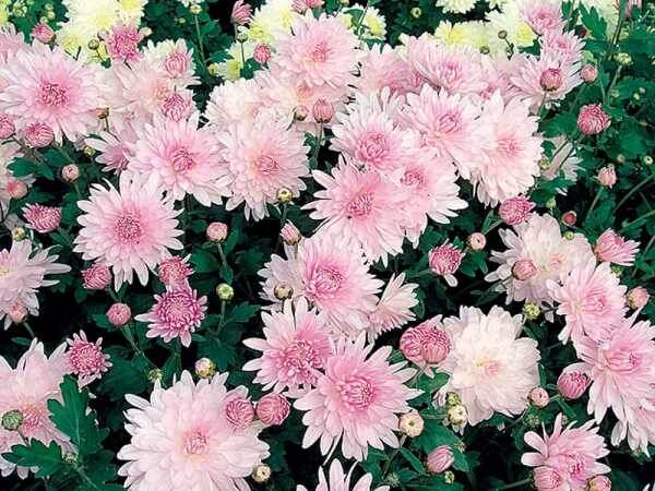 Яблоневый цвет, корейская. 