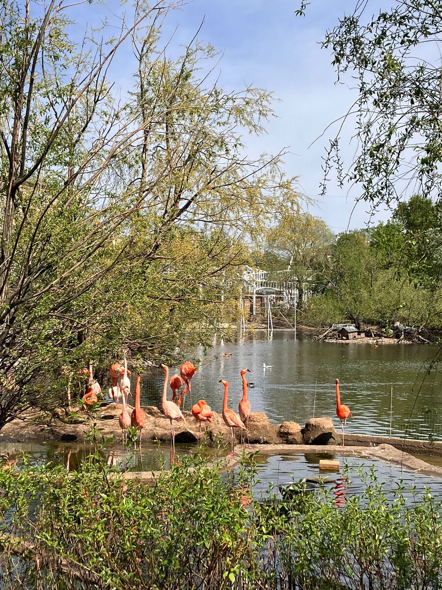 Розовые фламинго отдыхают у воды 