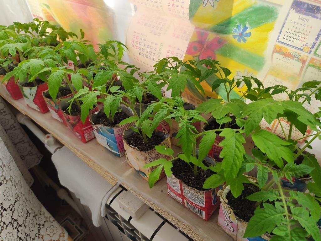 Самодельные горшочки из коробок от сока. Для удобства хранения золовка их складывает плоско и связывает стопочкой