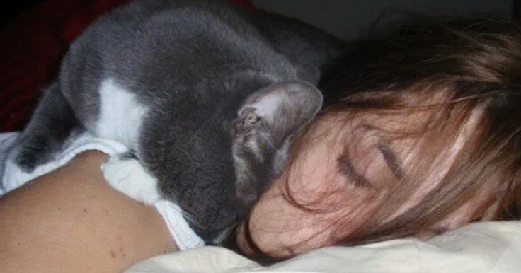 польза кошек