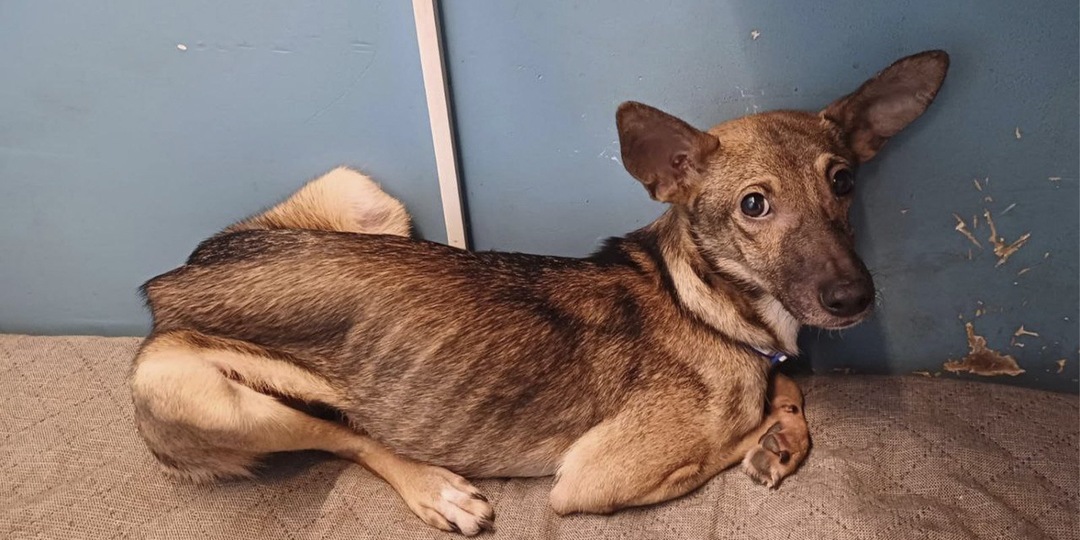 В Москве спасли истощенного щенка со смешными ушами